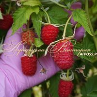 Малина СКАЗКА <br>("малиновое дерево", Россия, Москва)<br> (КРУПНОМЕР! ОГРОМНЫЙ КУСТ, УРОЖАЙ В ГОД ПОСАДКИ) Малина СКАЗКА <br>("малиновое дерево", Россия, Москва)<br> (КРУПНОМЕР! ОГРОМНЫЙ КУСТ, УРОЖАЙ В ГОД ПОСАДКИ)